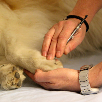 Akupunkt-Massage beim Hund